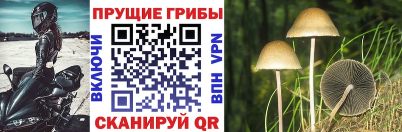 Галлюциногенные грибы Psilocybine cubensis Мглин